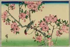 Bird and cherry blossoms- Hiroshige